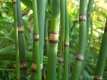 Bambus_klein
