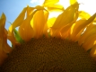 Sonnenblume2_klein
